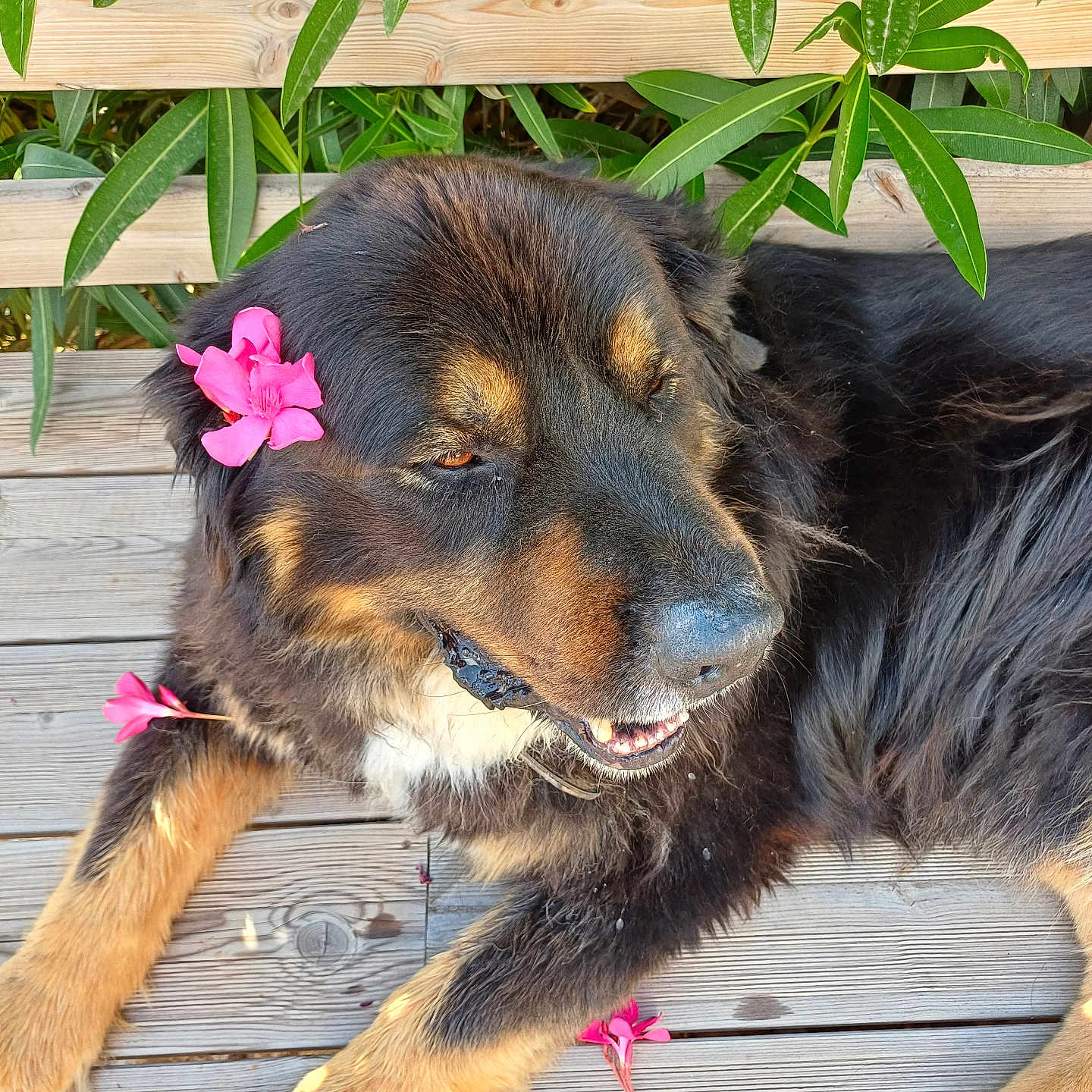 Loukoum participe au concours pour gagner de l'argent avec cette photo : dog, flower, wooden_deck, outdoor, green_leaves, sunlight, pet, animal, relaxing, fluffy, nature, pink_flower, fur, canine, summer, resting, leafy, closeup, daytime, happy