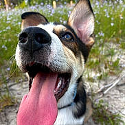 Whiskey is registered to the contest to win money with this photo: dog, tongue, close_up, happy, outdoor, nature, flower, meadow, grass, pet, canine, playful, animal, ears, snout, fur, summer, sunlight, excited, portrait