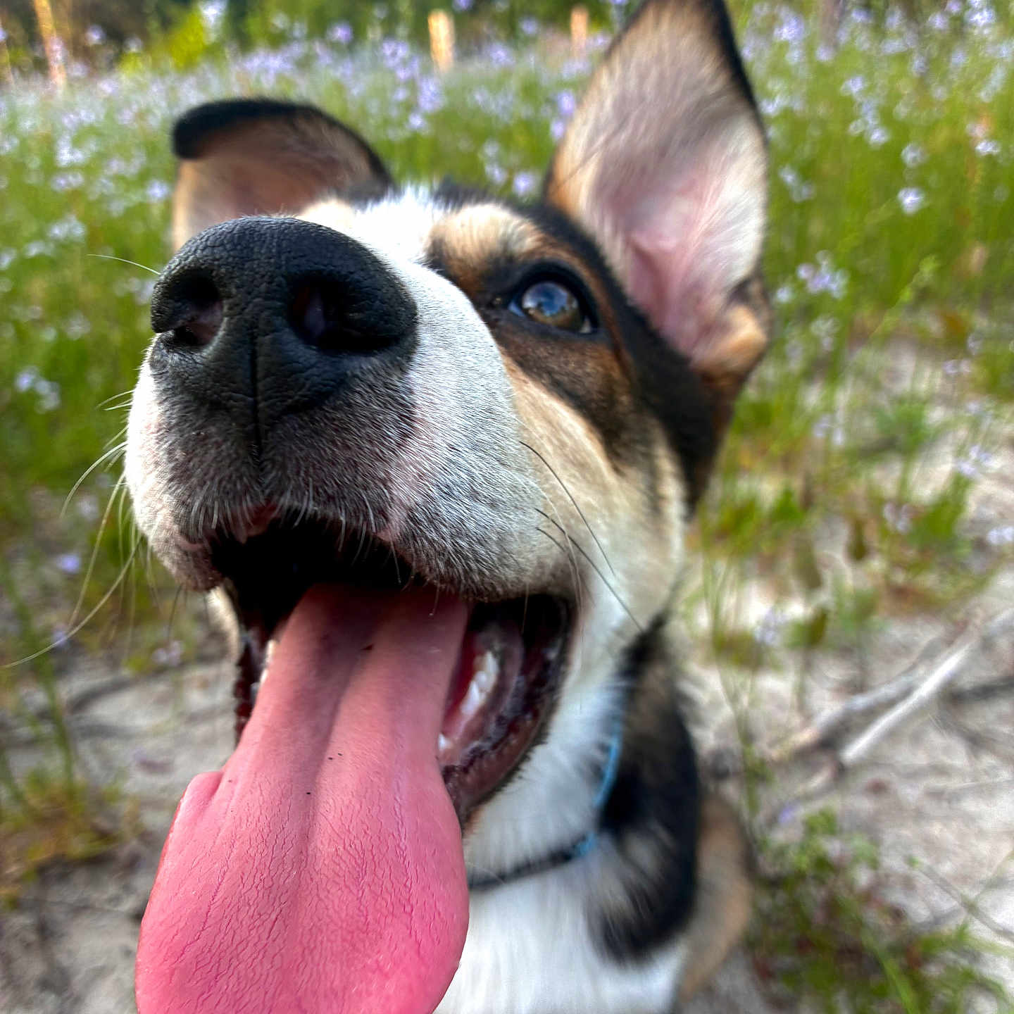 Whiskey is registered to the contest to win money with this photo: dog, tongue, close_up, happy, outdoor, nature, flower, meadow, grass, pet, canine, playful, animal, ears, snout, fur, summer, sunlight, excited, portrait