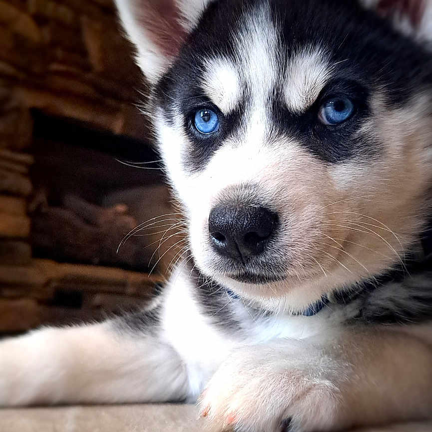 Alaska joined the competition — help win amazing prizes! animal, canine, dog, eskimodog, hardwood, husky, pet, puppy, snout, whitedog, wood