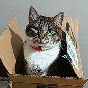 Leila participe au concours pour gagner de l'argent avec cette photo : amazon_box, animal, box, brown_tabby, cardboard_box, cat, cozy, curious, cute, domestic_cat, feline, floor, green_eyes, home, indoor, pet, red_collar, sitting, tabby_cat, white_fur