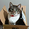 amazon_box, animal, box, brown_tabby, cardboard_box, cat, cozy, curious, cute, domestic_cat, feline, floor, green_eyes, home, indoor, pet, red_collar, sitting, tabby_cat, white_fur
