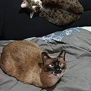 Misha participe au concours pour gagner de l'argent avec cette photo : animal, bed, blanket, brown_cat, cat, child, comfort, cozy, domestic, fabric, feline, home, indoor, pajamas, person, pet, relaxing, resting, sleepwear, tabby_cat
