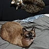 animal, bed, blanket, brown_cat, cat, child, comfort, cozy, domestic, fabric, feline, home, indoor, pajamas, person, pet, relaxing, resting, sleepwear, tabby_cat