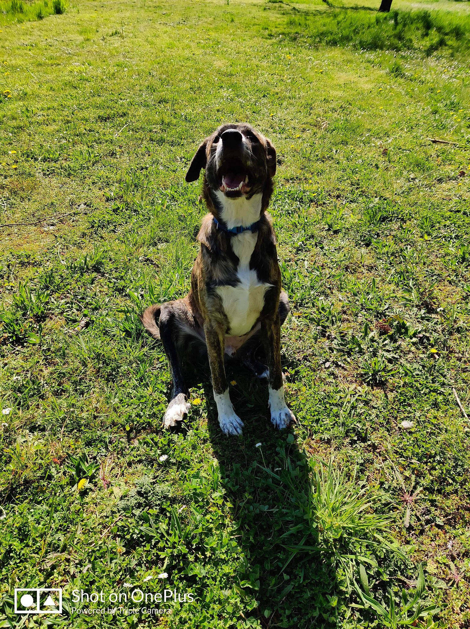 Tronco a rejoint le concours — aidez-le/la à gagner de superbes lots ! canidae, carnivore, collar, companion_dog, dog, dog_breed, field, grass, grass_family, grassland, groundcover, hunting_dog, lawn, mammal, meadow, pasture, snout, sporting_group, tail, working_animal