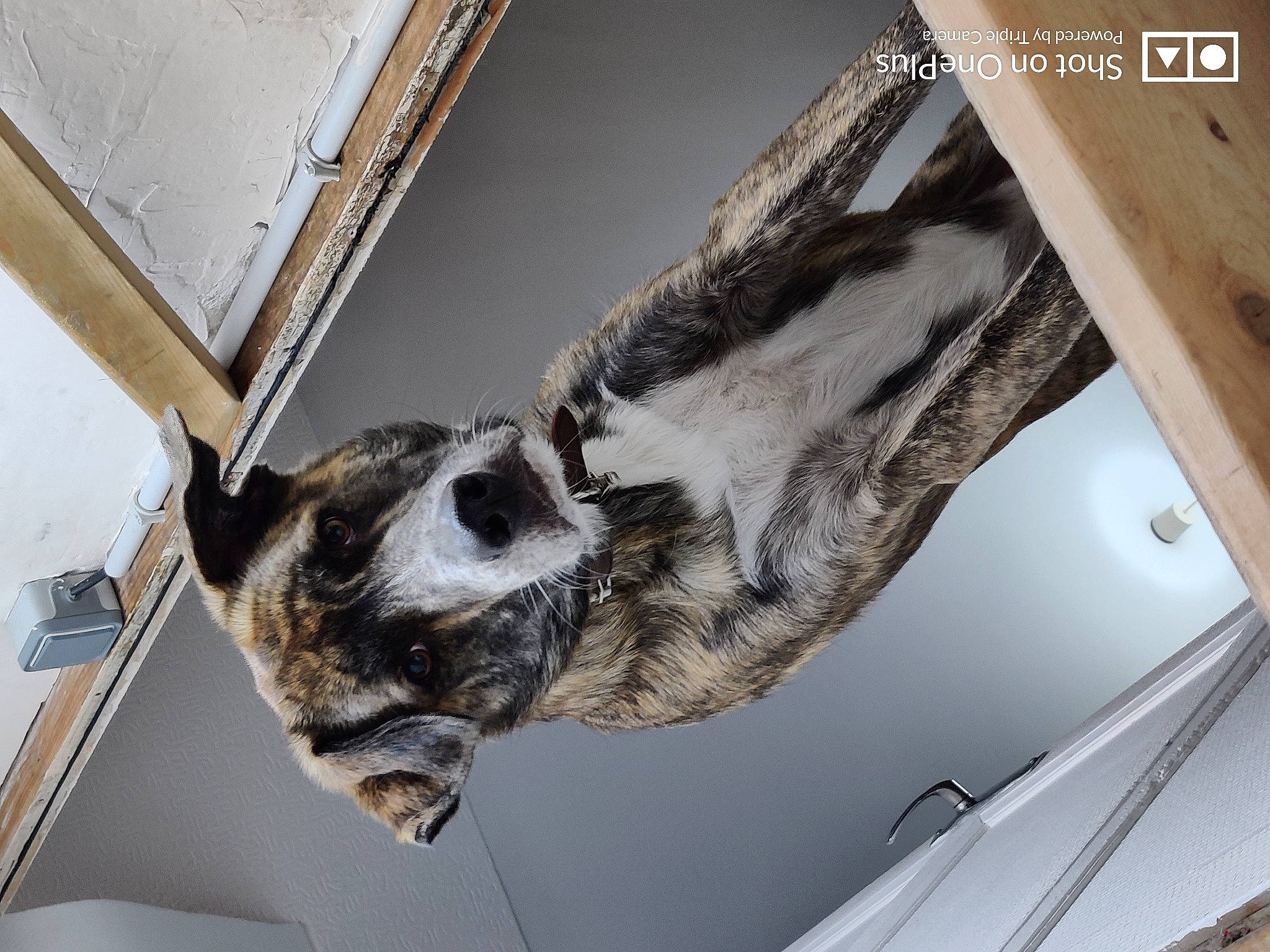 Tronco a rejoint le concours — aidez-le/la à gagner de superbes lots ! canidae, carnivore, ceiling, claw, dog_breed, domestic_short_haired_cat, fawn, felidae, fur, paw, room, small_to_medium_sized_cats, snout, sporting_group, tail, vehicle_door, whiskers, window, wood