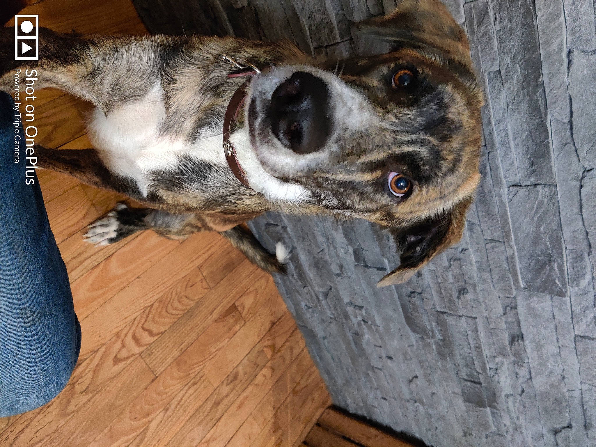 Tronco participe au concours pour gagner de l'argent avec cette photo : australian_cattle_dog, carnivore, collar, companion_dog, dog, dog_breed, dog_collar, flooring, fur, hardwood, laminate_flooring, snout, sporting_group, tail, varnish, whiskers, wood, wood_flooring, working_animal, working_dog