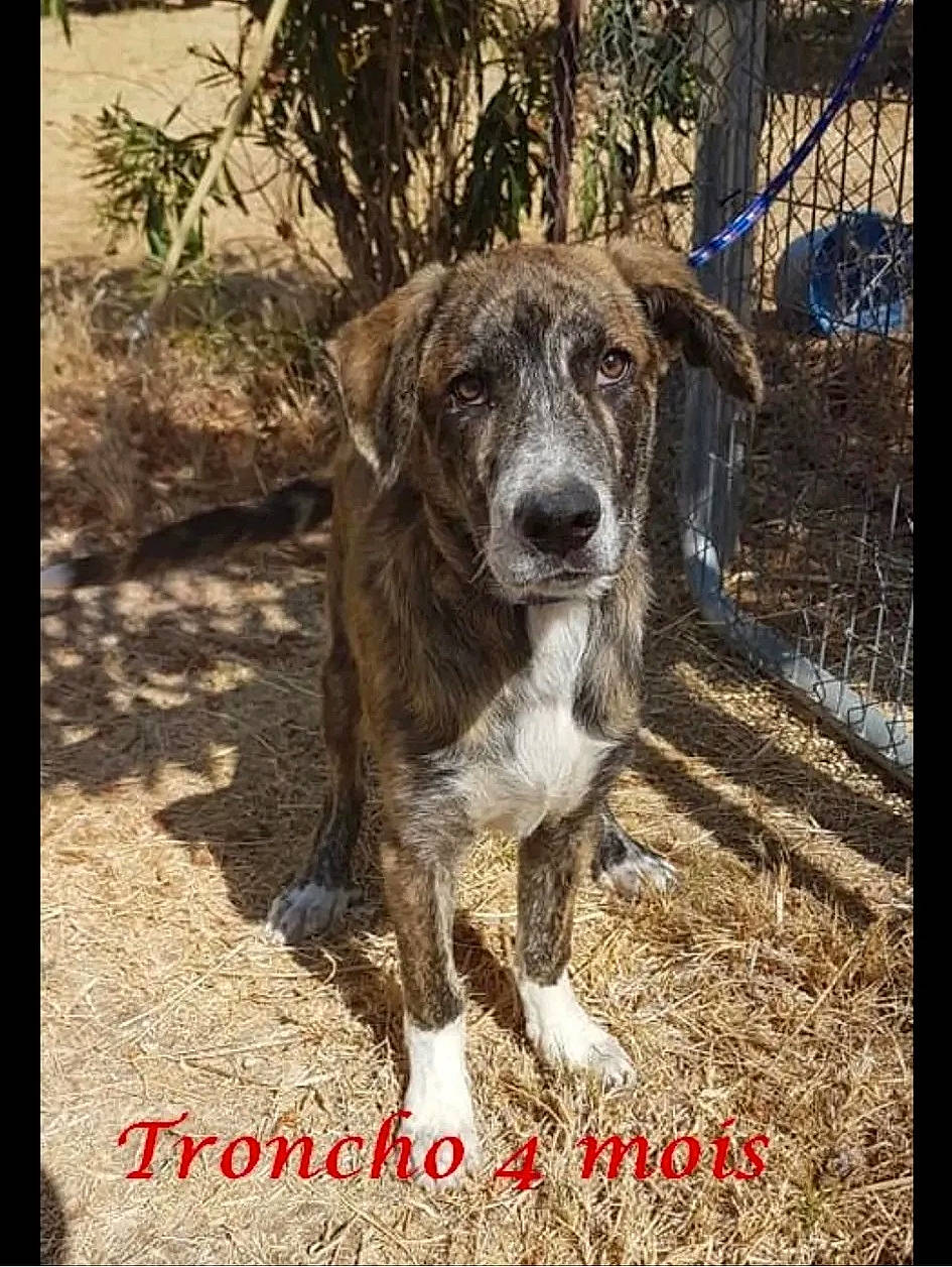 Tronco participe au concours pour gagner de l'argent avec cette photo : canidae, carnivore, companion_dog, dog, dog_breed, fawn, fence, fur, liver, photo_caption, plant, rectangle, snout, sporting_group, street_dog, terrestrial_animal, tree, wood, working_animal, working_dog