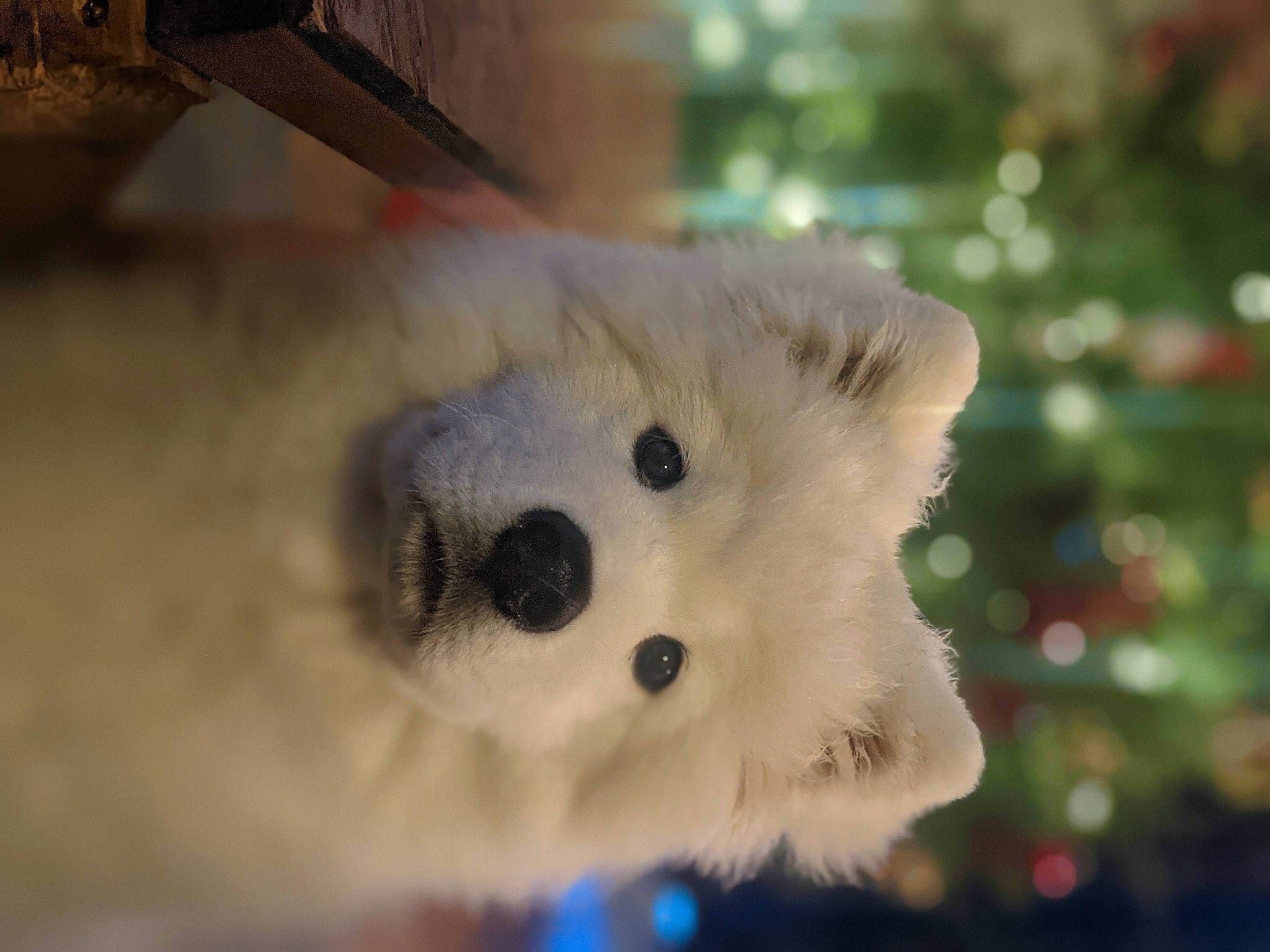 Bronco is registered to the contest to win money with this photo: carnivore, fur, snout, stuffed_toy, terrestrial_animal, toy, whiskers