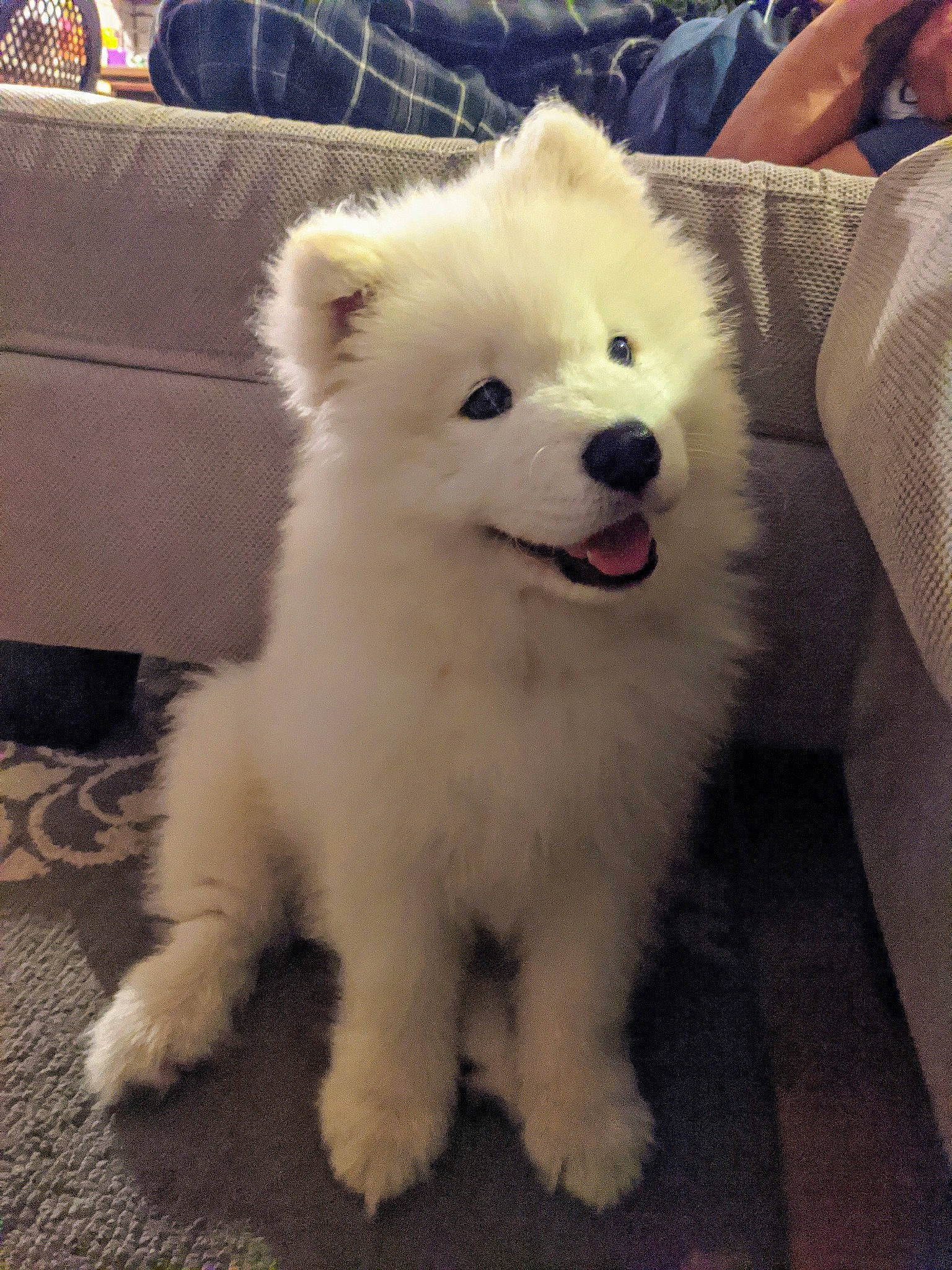 Bronco is registered to the contest to win money with this photo: american_eskimo_dog, canidae, carnivore, companion_dog, couch, dog, dog_breed, fur, indian_spitz, japanese_spitz, living_room, non_sporting_group, pomeranian, samoyed, spitz, sporting_group, tongue, toy_dog, volpino_italiano, working_animal
