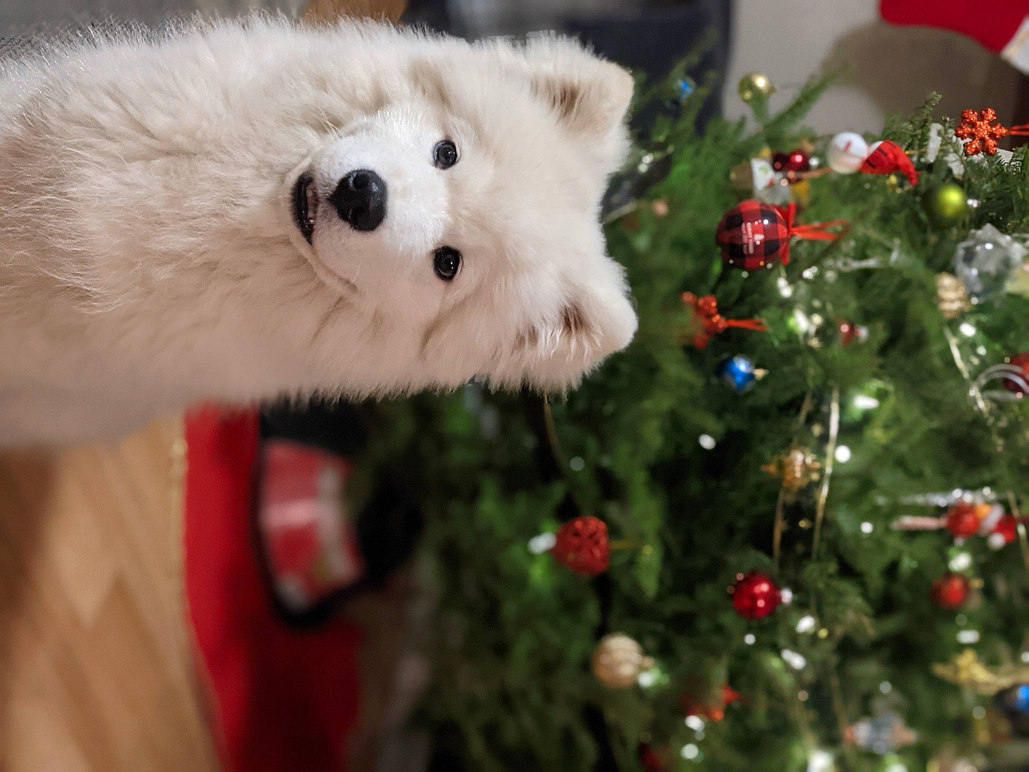 Bronco joined the competition — help win amazing prizes! canidae, carmine, carnivore, christmas, christmas_decoration, christmas_eve, christmas_ornament, christmas_tree, companion_dog, conifer, dog_breed, fur, holiday, holiday_ornament, interior_design, organism, ornament, snout, terrestrial_animal, toy