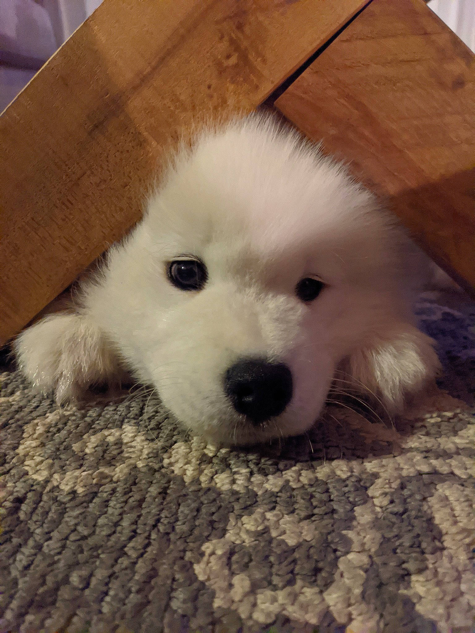 Bronco joined the competition — help win amazing prizes! american_eskimo_dog, canidae, carnivore, companion_dog, dog, dog_breed, great_pyrenees, japanese_spitz, kintamani, mammal, maremma_sheepdog, nose, polish_tatra_sheepdog, puppy, rare_breed_dog, samoyed, slovak_cuvac, spitz, vertebrate, volpino_italiano