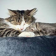 Grisouille Et Naya participe au concours pour gagner de l'argent avec cette photo : cat, cats, sleeping, snuggling, cozy, fluffy, feline, pet, domestic_animal, close_up, resting, cute, whiskers, tabby, fur, animal, companion, relaxation, peaceful, indoor