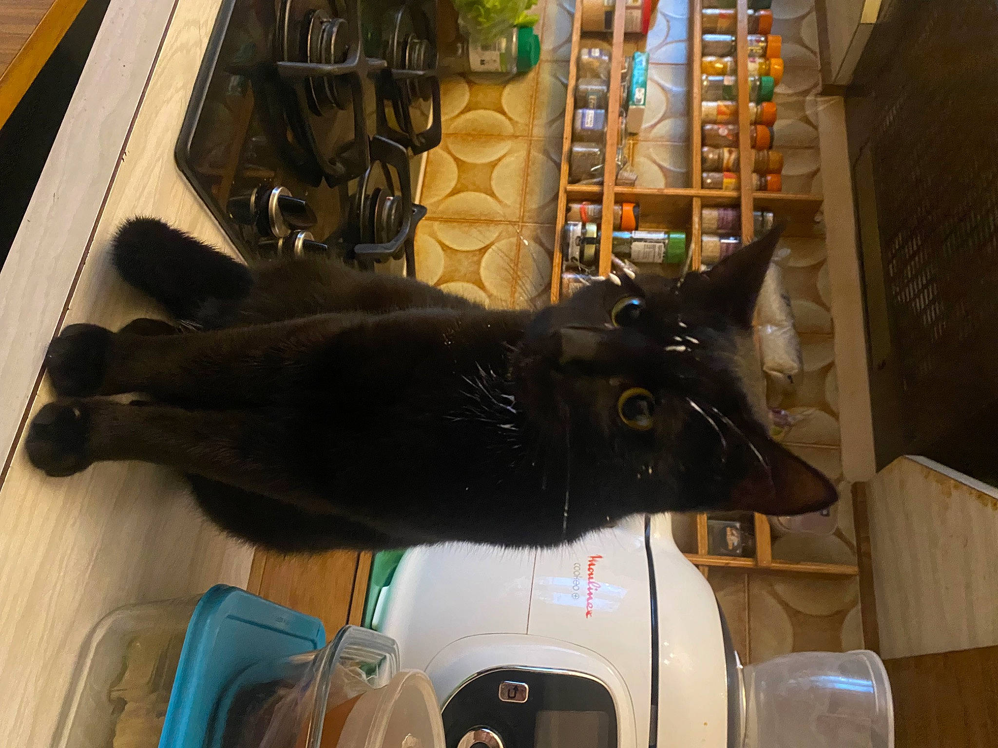 Oslo participe au concours pour gagner de l'argent avec cette photo : black_cat, bombay, carnivore, cat, collar, dog_breed, domestic_short_haired_cat, felidae, flooring, fur, guard_dog, hardwood, room, small_to_medium_sized_cats, snout, tail, whiskers, wood, working_animal