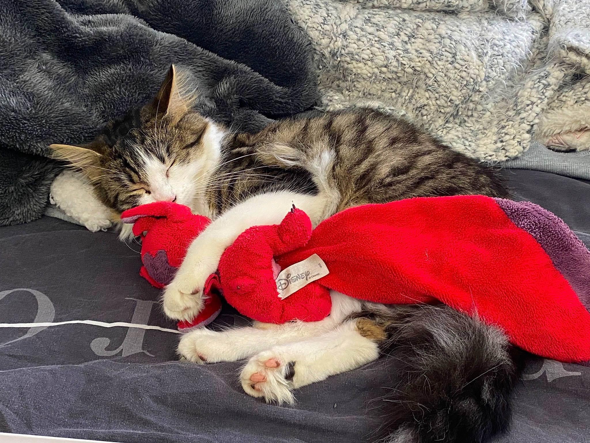 Naya participe au concours pour gagner de l'argent avec cette photo : carmine, carnivore, cat, claw, cloud, comfort, domestic_short_haired_cat, felidae, fur, grey, linens, mammal, paw, small_to_medium_sized_cats, snout, tail, textile, tree, vertebrate, whiskers