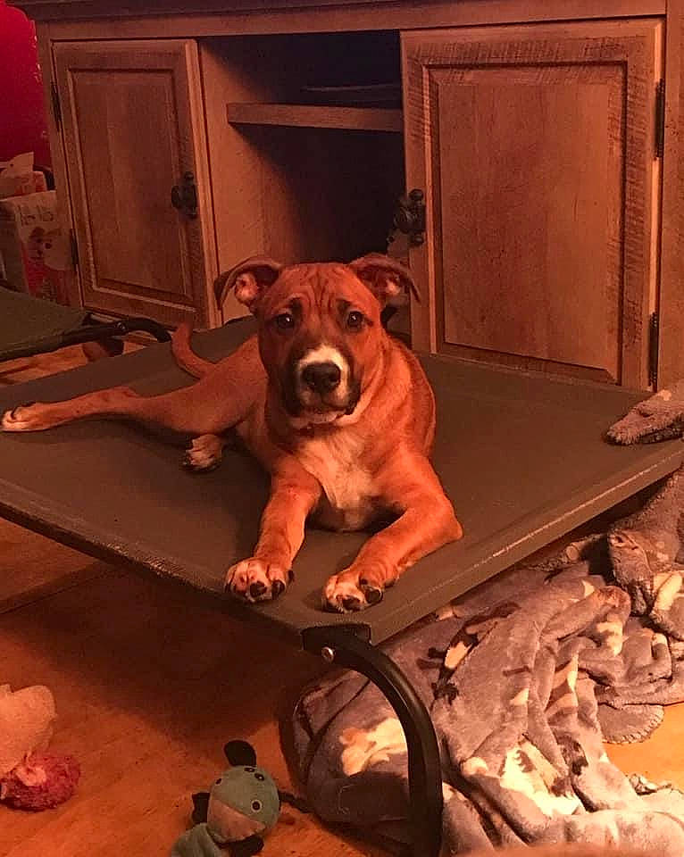 Mr Bear joined the competition — help win amazing prizes! art, canidae, carnivore, ceiling, companion_dog, dog, dog_breed, fawn, floor, flooring, hardwood, liver, machine, metal, room, snout, sporting_group, window, wood, working_animal