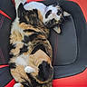 cat, calico, feline, pet, relaxed, gaming_chair, black, red, fur, whiskers, paws, indoor, home, curious, playful, animal, mammal, seat, comfortable, resting