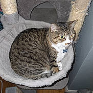 Meow Meow is registered to the contest to win money with this photo: cat, tabby_cat, cat_tree, scratching_post, pet, indoor, feline, plush, hammock, wooden_floor, water_dispenser, animal, domestic_cat, resting, alert, curious, pet_accessory, furniture, comfortable, cozy