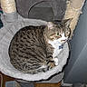 cat, tabby_cat, cat_tree, scratching_post, pet, indoor, feline, plush, hammock, wooden_floor, water_dispenser, animal, domestic_cat, resting, alert, curious, pet_accessory, furniture, comfortable, cozy