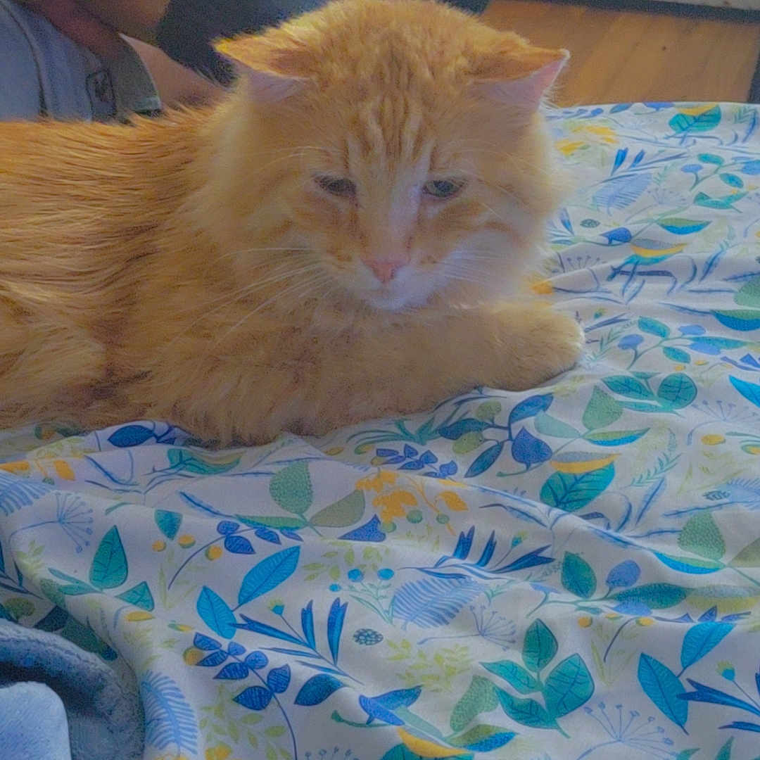 Fluffy joined the competition — help win amazing prizes! orange_cat, cat, bedspread, floral_pattern, paws, black_and_white, hand, sock, foot, indoor, wooden_floor, resting, cozy, pet, animal, feline, relaxed, home, human, comfort