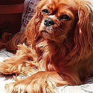 Myrtille a rejoint le concours — aidez-le/la à gagner de superbes lots ! dog, pet, golden_fur, long_hair, relaxed, sunlight, indoor, couch, cozy, fur, animal, companion, laying_down, close_up, portrait, warm_light, calm, cute, fluffy, domestic_animal