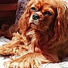 dog, pet, golden_fur, long_hair, relaxed, sunlight, indoor, couch, cozy, fur, animal, companion, laying_down, close_up, portrait, warm_light, calm, cute, fluffy, domestic_animal