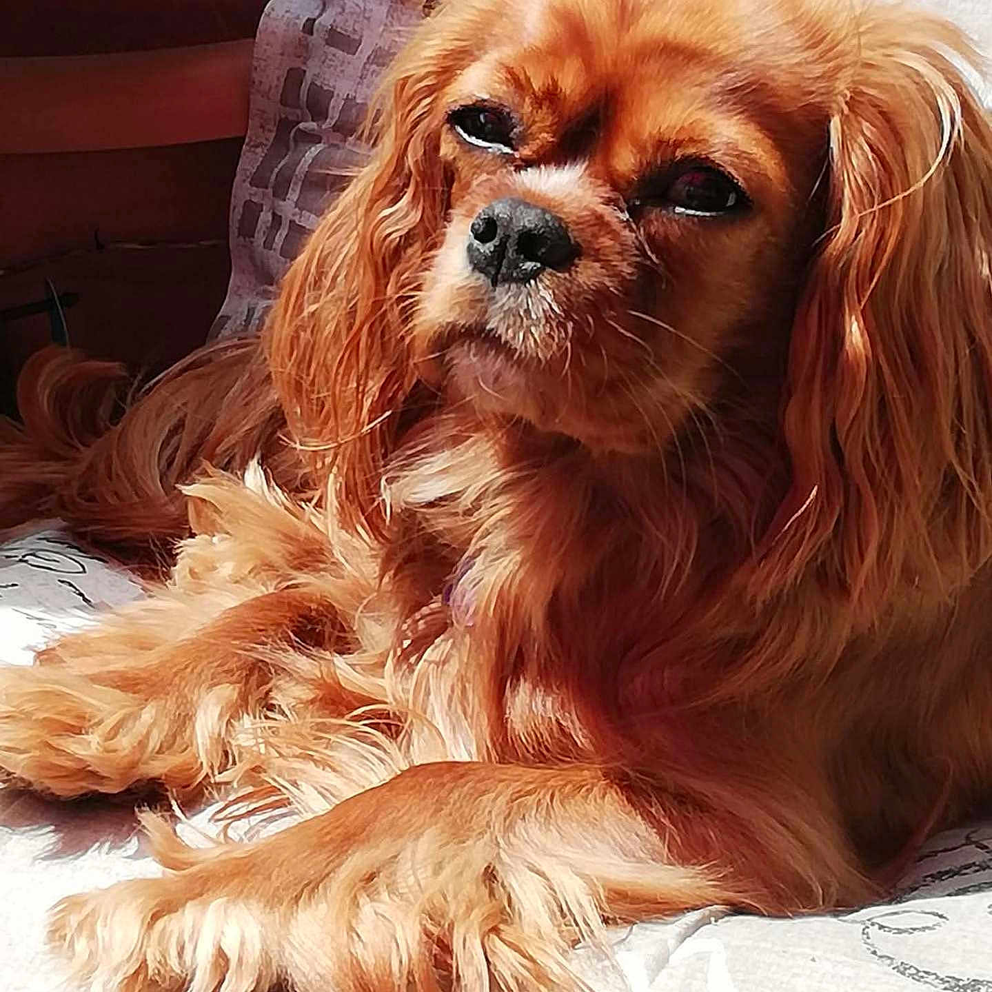 Myrtille a rejoint le concours — aidez-le/la à gagner de superbes lots ! dog, pet, golden_fur, long_hair, relaxed, sunlight, indoor, couch, cozy, fur, animal, companion, laying_down, close_up, portrait, warm_light, calm, cute, fluffy, domestic_animal