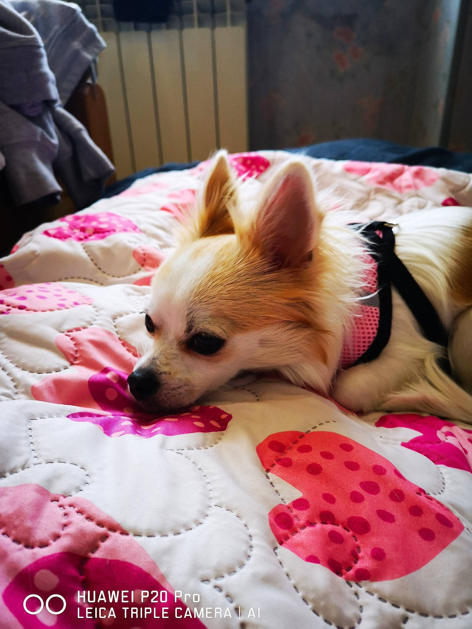 Onala a rejoint le concours — aidez-le/la à gagner de superbes lots ! canidae, carnivore, chihuahua, companion_dog, dog, dog_breed, dog_clothes, ear, fawn, mammal, nap, non_sporting_group, pink, pomeranian, puppy, puppy_love, skin, snout, toy_dog