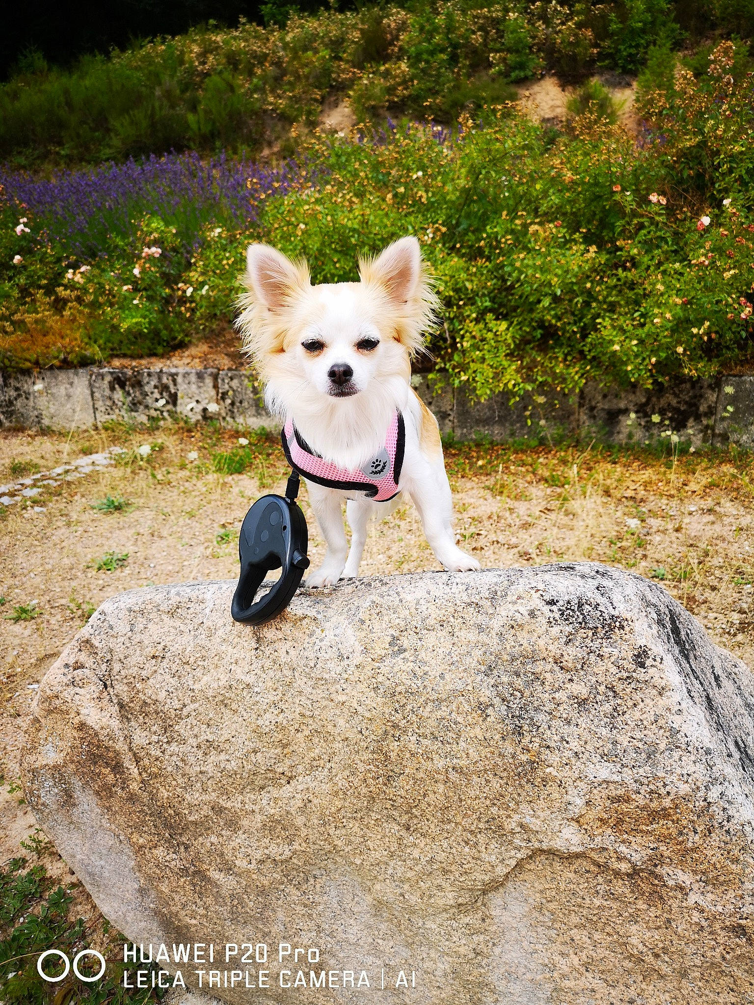 Onala participe au concours pour gagner de l'argent avec cette photo : adventure, berger_blanc_suisse, canidae, carnivore, companion_dog, dog, dog_breed, fawn, kintamani, leash, mammal, pembroke_welsh_corgi, puppy, vertebrate, west_highland_white_terrier, white_shepherd