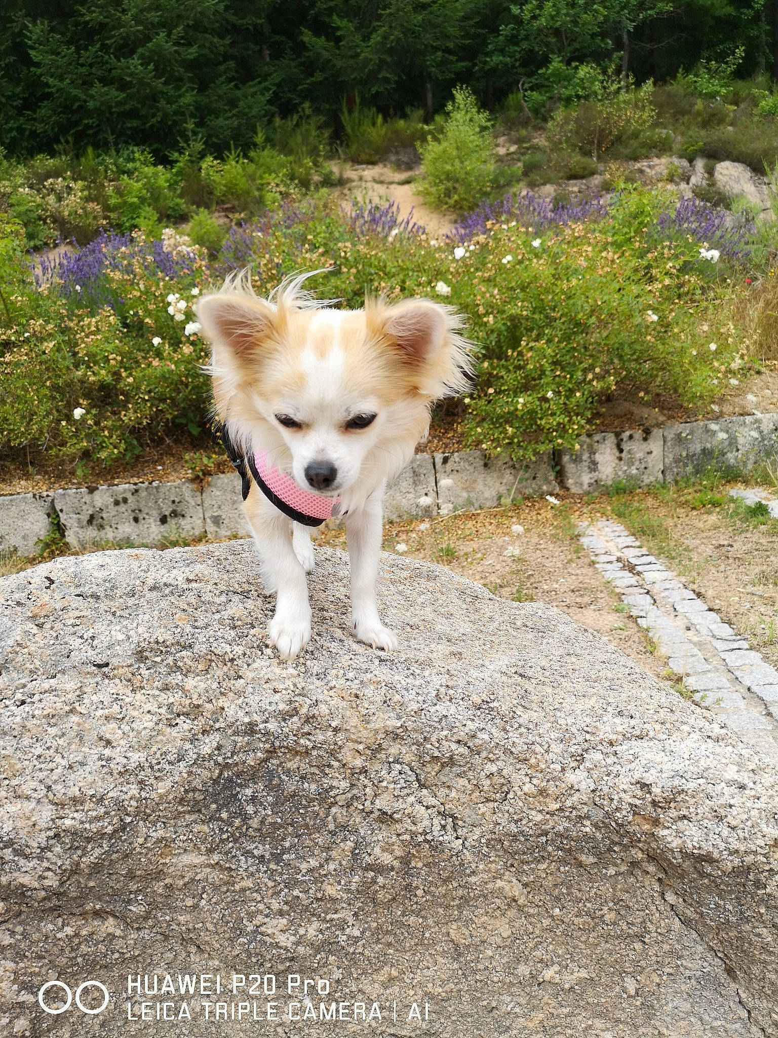 Onala participe au concours pour gagner de l'argent avec cette photo : canidae, carnivore, companion_dog, dog, dog_breed, fawn, german_spitz, german_spitz_mittel, japanese_spitz, kintamani, mammal, non_sporting_group, pomeranian, spitz, vertebrate, volpino_italiano