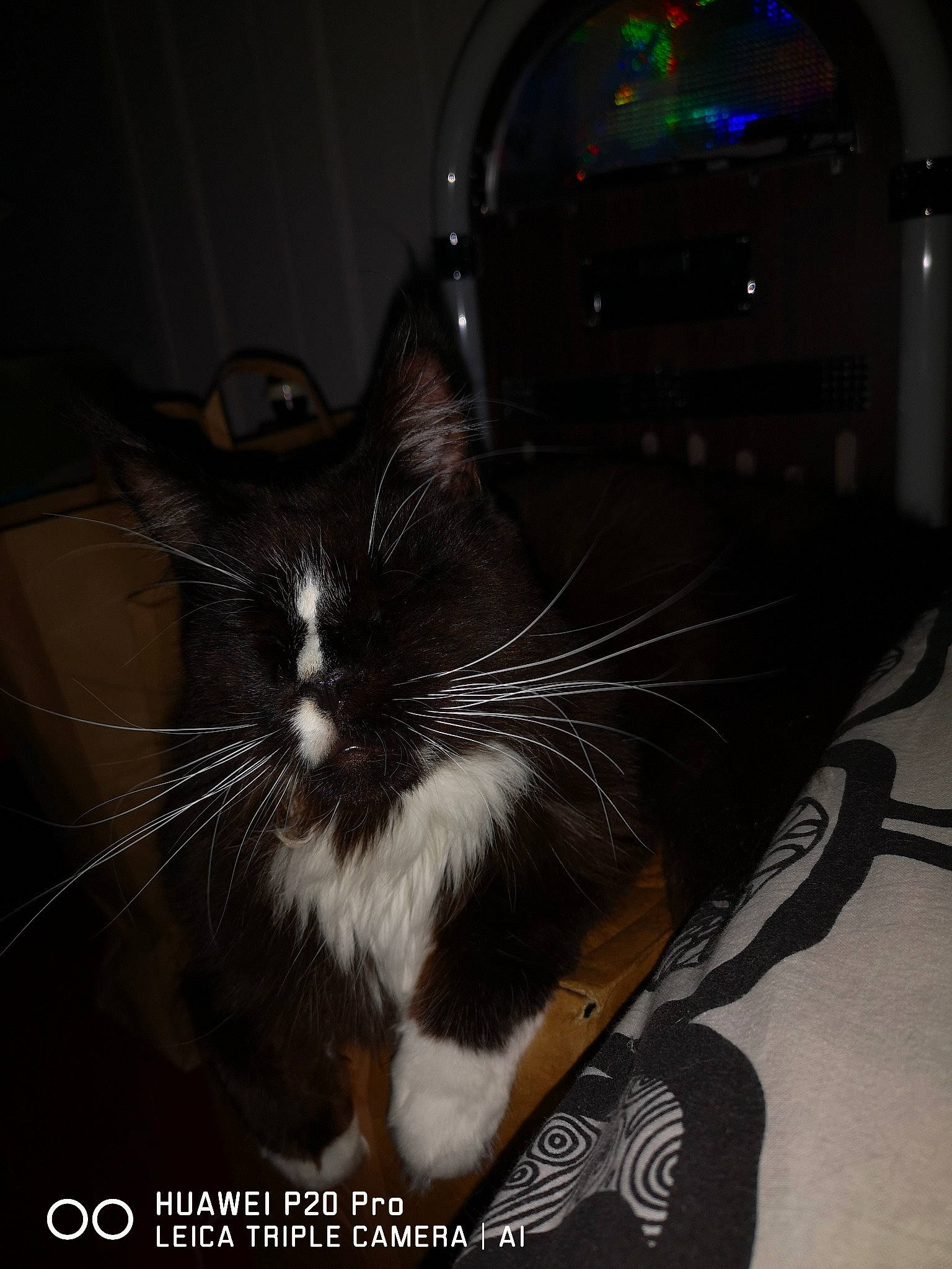 Maccao a rejoint le concours — aidez-le/la à gagner de superbes lots ! carnivore, cat, ear, felidae, fur, small_to_medium_sized_cats, snout, tail, whiskers