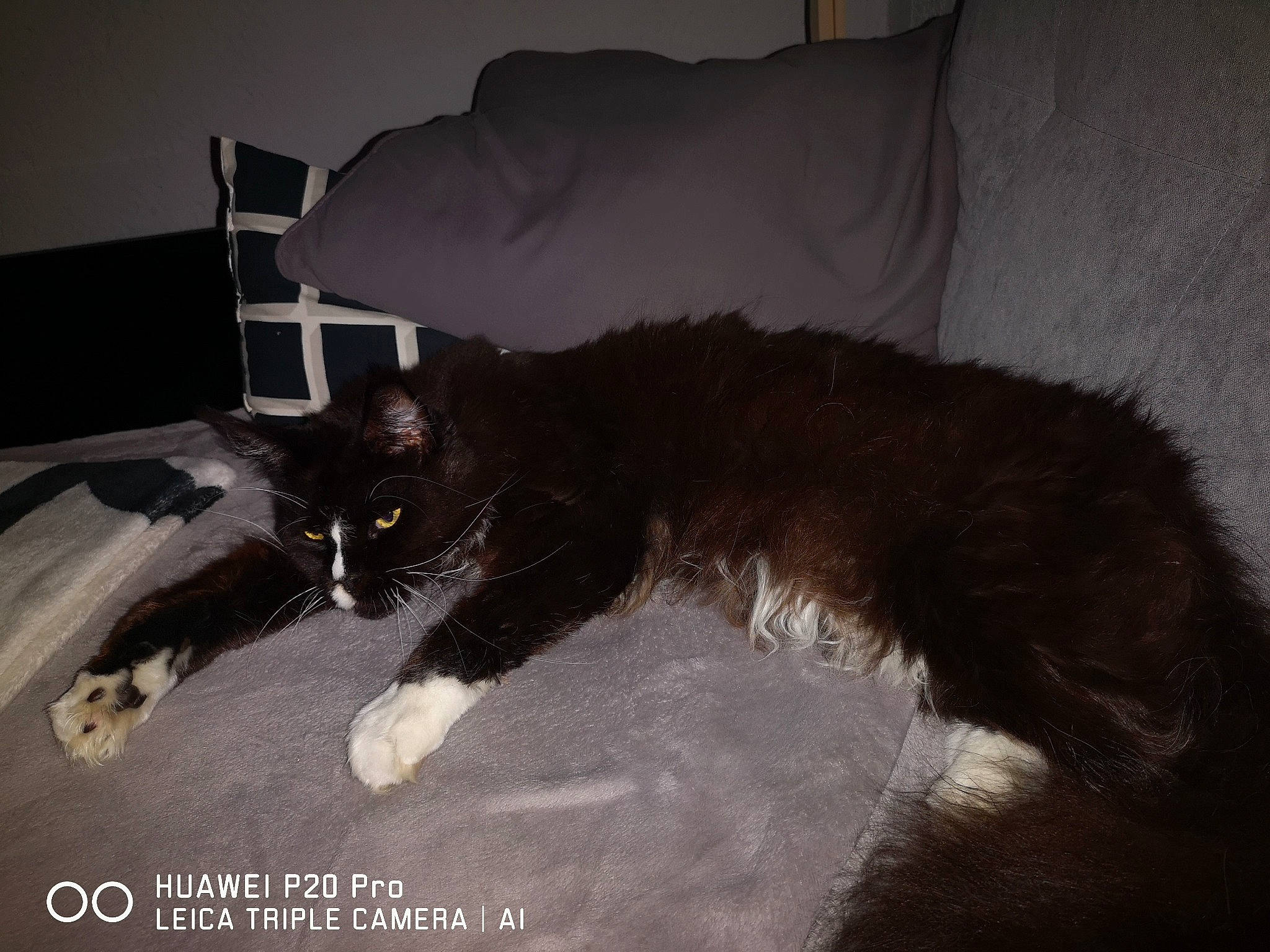 Maccao a rejoint le concours — aidez-le/la à gagner de superbes lots ! black_and_white, black_cat, carnivore, cat, domestic_long_haired_cat, felidae, fur, kitten, maine_coon, norwegian_forest_cat, small_to_medium_sized_cats, tail, whiskers