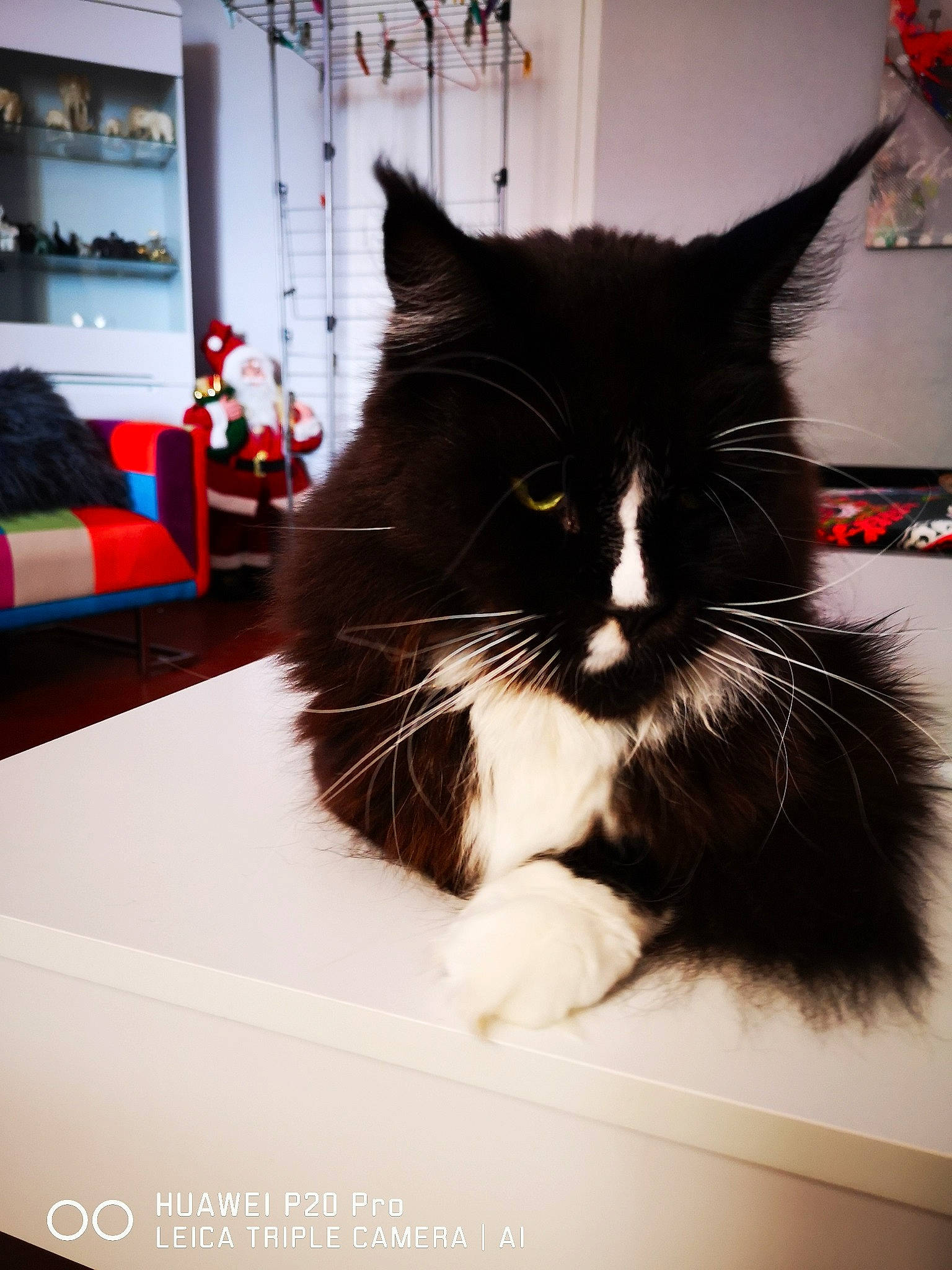 Maccao a rejoint le concours — aidez-le/la à gagner de superbes lots ! black_and_white, black_cat, carnivore, cat, domestic_short_haired_cat, felidae, fur, kitten, norwegian_forest_cat, room, small_to_medium_sized_cats, whiskers