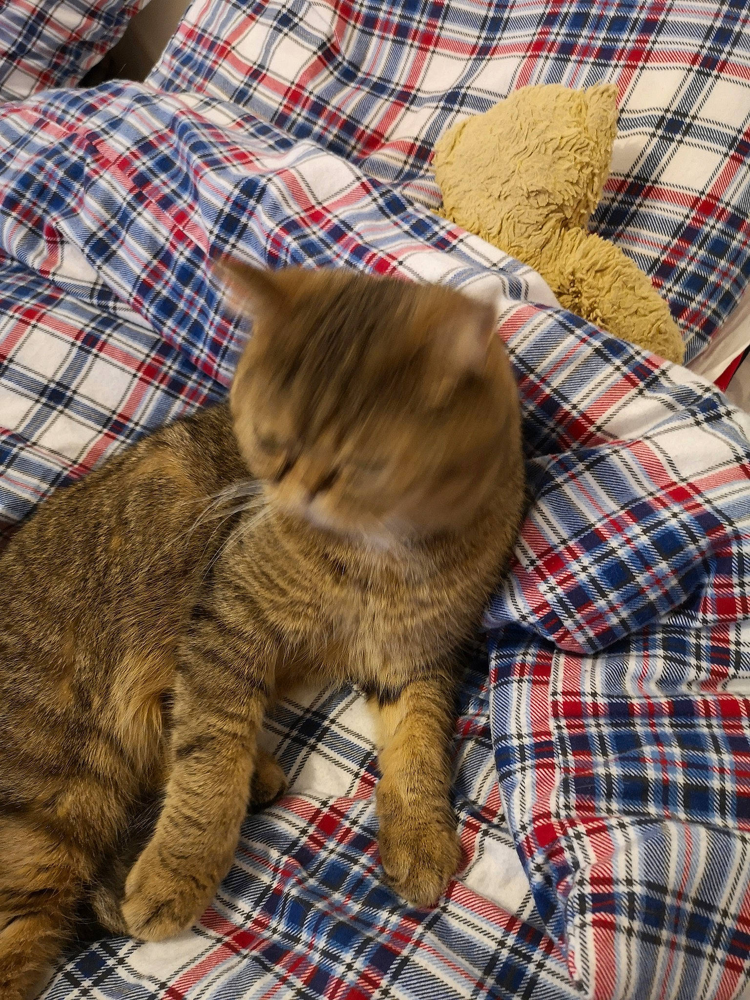 Joy participe au concours pour gagner de l'argent avec cette photo : asian, british_shorthair, carnivore, cat, domestic_short_haired_cat, dragon_li, european_shorthair, fawn, felidae, fur, kitten, pattern, pixie_bob, small_to_medium_sized_cats, tabby_cat, tail, whiskers