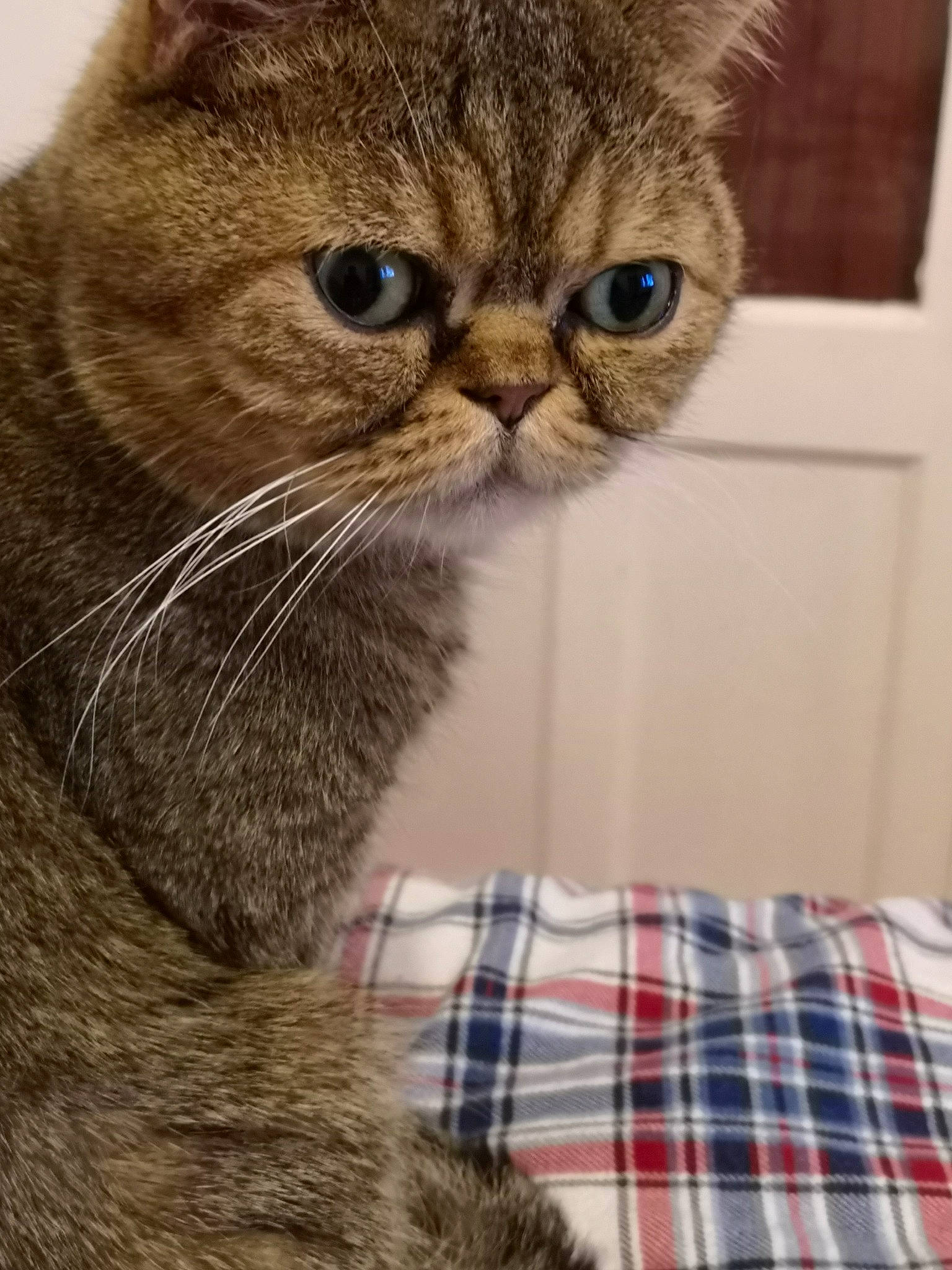 Joy participe au concours pour gagner de l'argent avec cette photo : american_shorthair, asian, british_semi_longhair, british_shorthair, carnivore, cat, domestic_short_haired_cat, european_shorthair, fawn, felidae, fur, kitten, mammal, munchkin, scottish_fold, small_to_medium_sized_cats, snout, tabby_cat, vertebrate, whiskers