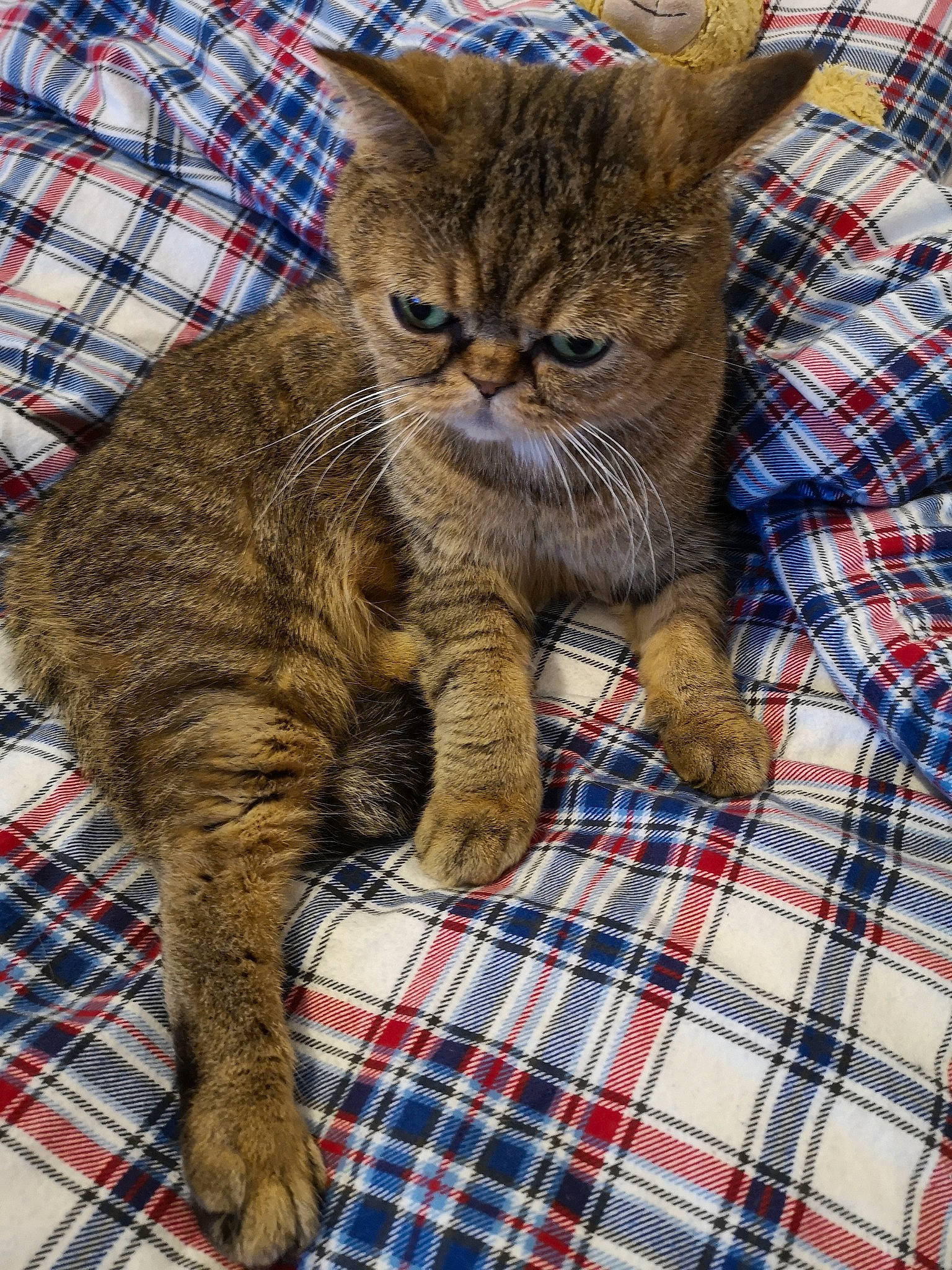 Joy participe au concours pour gagner de l'argent avec cette photo : american_shorthair, asian, australian_mist, california_spangled, carnivore, cat, domestic_short_haired_cat, dragon_li, european_shorthair, fawn, felidae, kitten, mammal, pixie_bob, small_to_medium_sized_cats, snout, tabby_cat, vertebrate, whiskers, wild_cat