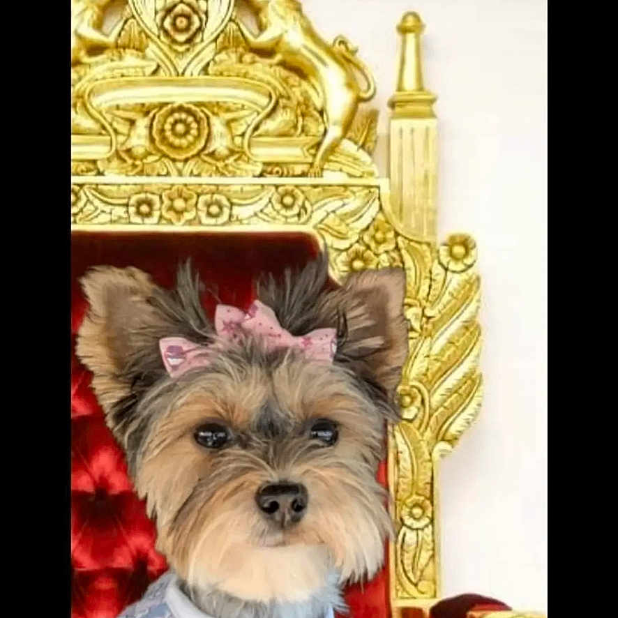 Stella Grace joined the competition — help win amazing prizes! affenpinscher, animal, canine, chair, couch, dog, envelope, face, furniture, head, indoors, interiordesign, lady, person, pet, photography, portrait, puppy, terrier, throne