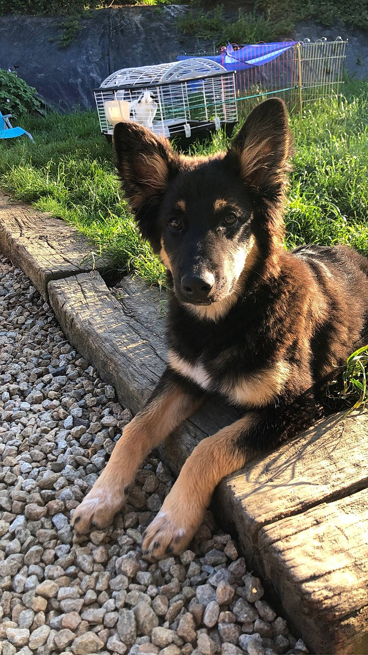 Qïara participe au concours pour gagner de l'argent avec cette photo : bohemian_shepherd, canidae, carnivore, dog, dog_breed, german_shepherd_dog, kai_ken, king_shepherd, kunming_wolfdog, lapponian_herder, mammal, native_american_indian_dog, old_german_shepherd_dog, shiloh_shepherd_dog, snout, vertebrate, wolfdog