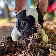 Victor a rejoint le concours — aidez-le/la à gagner de superbes lots ! dog, puppy, french_bulldog, black_and_white, close_up, outdoor, nature, wood, pine_needles, curious, animal, pet, sniffing, lying_down, forest_floor, blurred_background, wrinkles, ears, cute, young