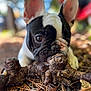 dog, puppy, french_bulldog, black_and_white, close_up, outdoor, nature, wood, pine_needles, curious, animal, pet, sniffing, lying_down, forest_floor, blurred_background, wrinkles, ears, cute, young