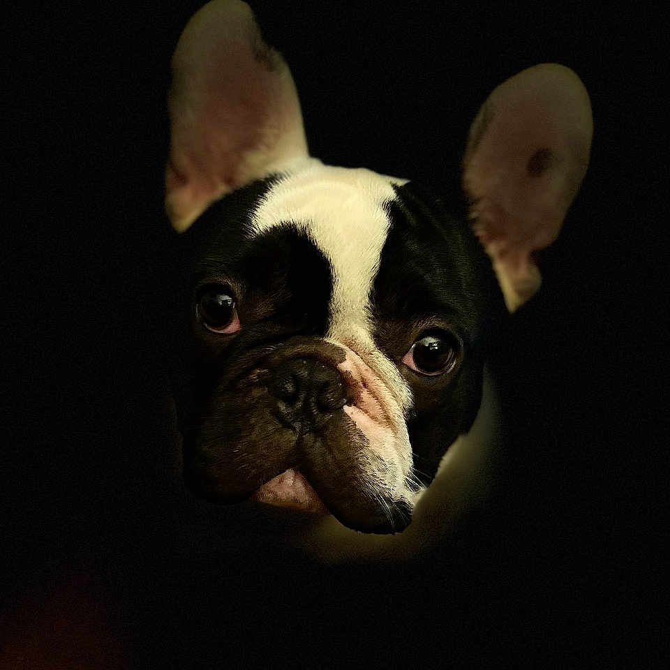 Victor participe au concours pour gagner de l'argent avec cette photo : animal, baby, bostonbull, boxer, bulldog, canine, dog, face, frenchbulldog, head, person, pet, pitbull, puppy