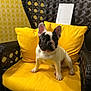 french_bulldog, puppy, dog, yellow_cushion, chair, wicker_chair, indoor, pet, animal, cute, sitting, looking, black_and_white, face, ears, fur, patterned_wallpaper, home, cozy, bright