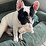 Victor a rejoint le concours — aidez-le/la à gagner de superbes lots ! dog, puppy, french_bulldog, pet, animal, bed, toy, indoor, ears, cute, white, black, fur, paw, cushion, floor, looking, sitting, playful, young