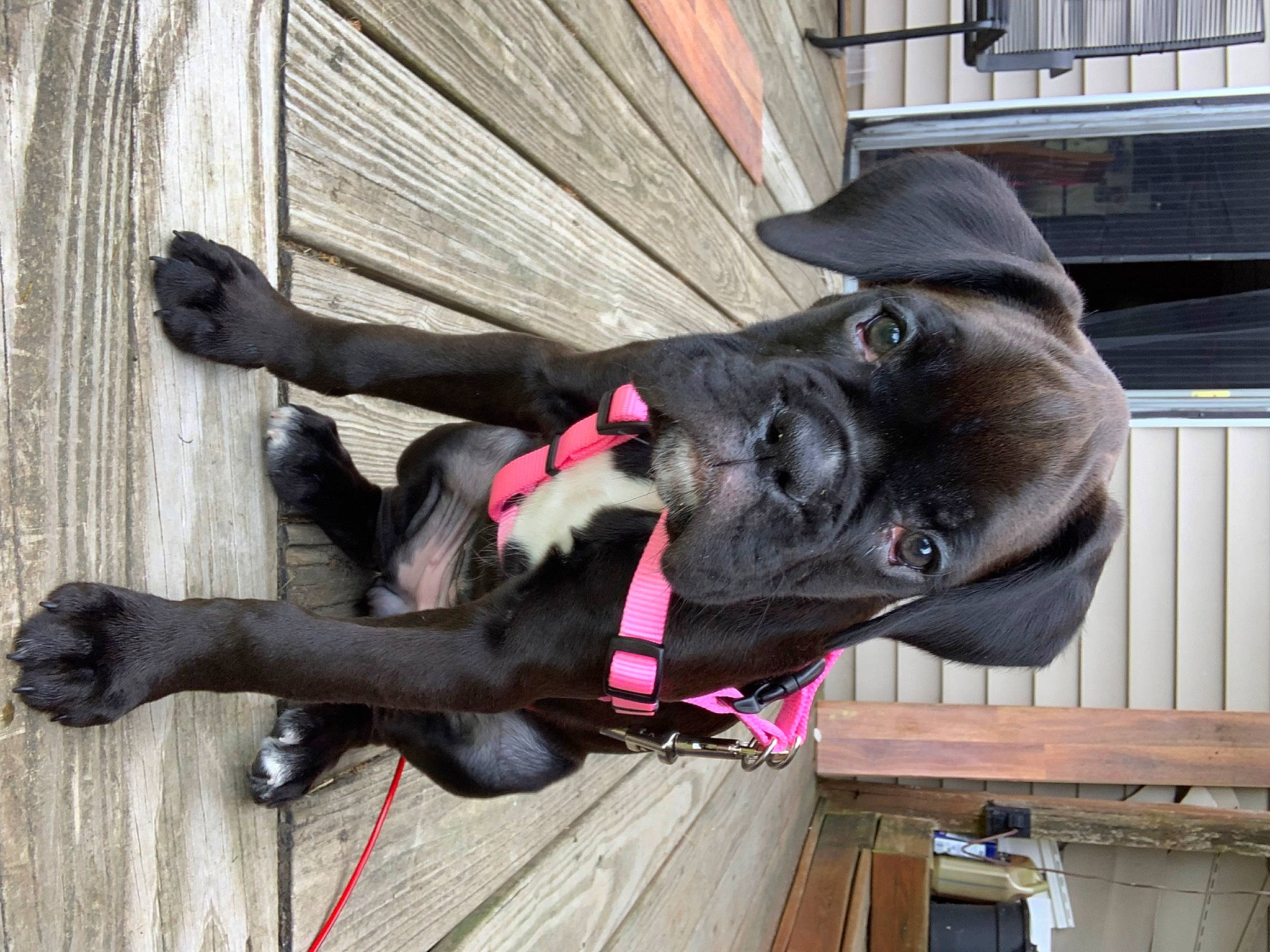 Graci-ann joined the competition — help win amazing prizes! art, collar, dog_breed, fashion_accessory, fawn, fur, grey, hat, magenta, natural_material, sculpture, snout, sporting_group, tail, terrestrial_animal, wood, working_animal