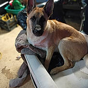 Apollo joined the competition — help win amazing prizes! dog, animal, pet, chair, indoor, furniture, ears, brown, canine, curious, relaxed, seat, messy, coat, snout, domestic, laying, looking, room, stuff