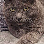 Grisouille participe au concours pour gagner de l'argent avec cette photo : cat, grey_cat, feline, pet, indoor, close_up, yellow_eyes, paw, couch, pillow, relaxed, fur, whiskers, portrait, animal, mammal, domestic_animal, cute, resting, cozy