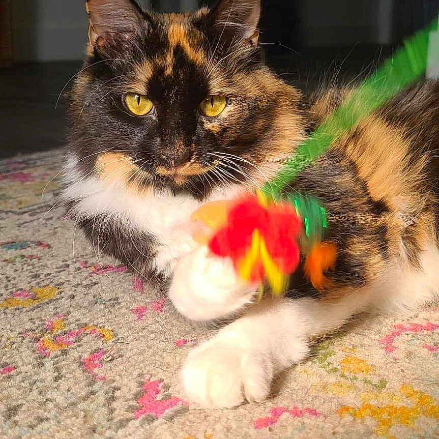 Ivanna is registered to the contest to win money with this photo: cat, tortoiseshell, pet, animal, indoor, carpet, toy, flower, paw, yellow_eyes, fur, relaxed, playful, home, cat_tree, feline, closeup, colorful, focus, shadow