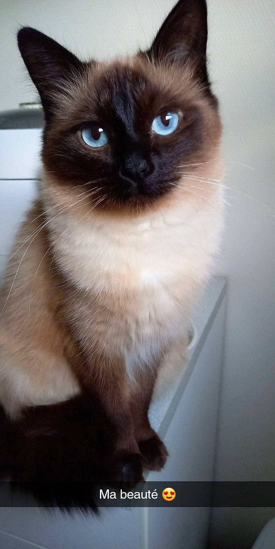 Pookie a rejoint le concours — aidez-le/la à gagner de superbes lots ! carnivore, cat, electric_blue, fawn, felidae, fur, siamese, small_to_medium_sized_cats, snout, terrestrial_animal, thai, whiskers