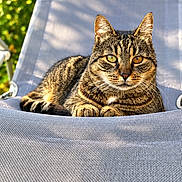 Max is registered to the contest to win money with this photo: animal, cat, chair, closeup, feline, front_view, garden, greenery, outdoor, patio, pet, photography, portrait, relaxed, sitting, striped_fur, sunlight, tabby_cat, whiskers, yellow_eyes