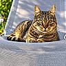 animal, cat, chair, closeup, feline, front_view, garden, greenery, outdoor, patio, pet, photography, portrait, relaxed, sitting, striped_fur, sunlight, tabby_cat, whiskers, yellow_eyes
